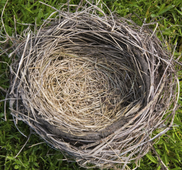 Close-up of a bird’s nest made of dried twigs and grass sitting on a bed of green grass.